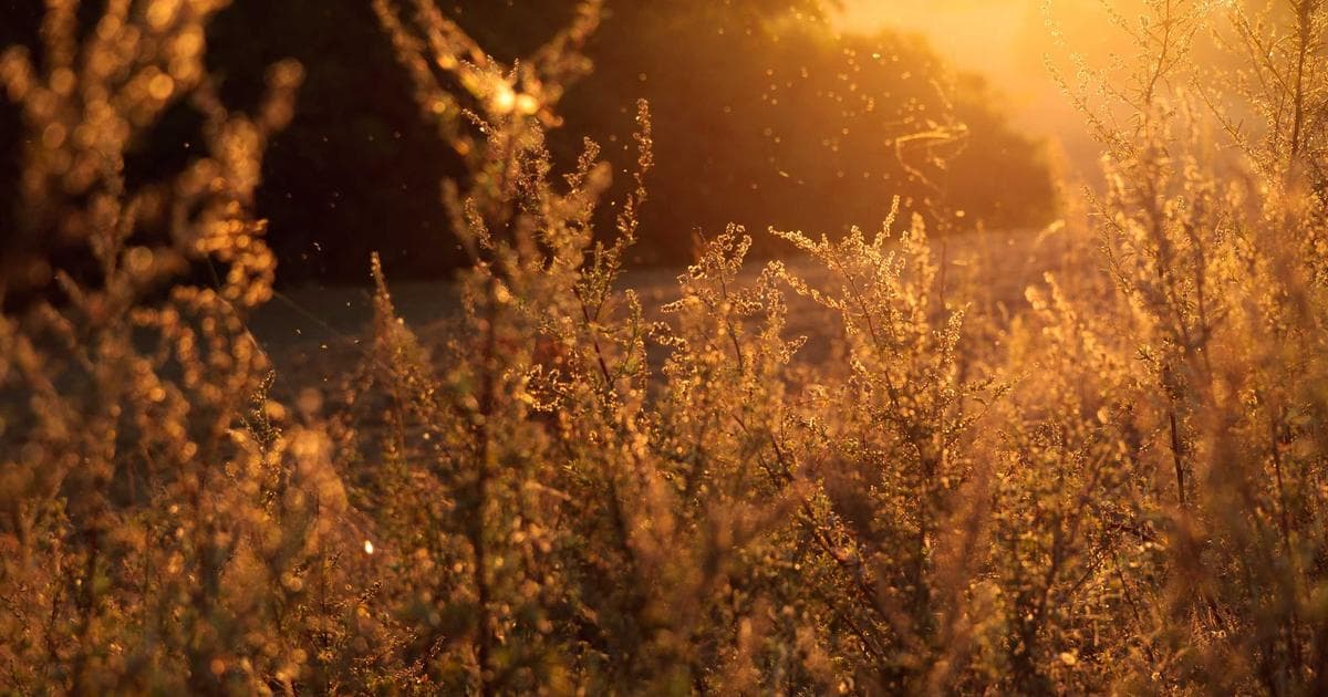 AI Text Humanizer: What It Is and Why You Need One